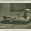 Eared Vulture.