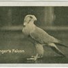Erlanger's Falcon.