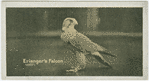 Erlanger's Falcon.