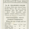 Erlanger's Falcon.