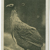 Vulturine Guinea Fowl.