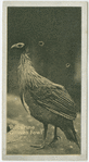 Vulturine Guinea Fowl.