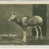 Père David's Deer.