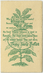 Antirrhinum (Presumption) [Snapdragon].