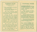 Darwin tulip (Hopeless love)