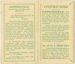 Honeysuckle (Generous and devoted affection)