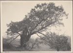 D.B.A under old tree, Port Washington, L.I.
