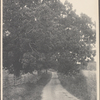 Lane, Eatons Neck, L.I. looking east.