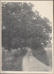 Lane, Eatons Neck, L.I. looking east.