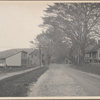 Dirt road in Cold Spring Harbor, L.I.
