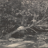 Two boys in a tree over a stream in Cold Spring Harbor, L.I.