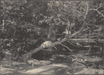 Two boys in a tree over a stream in Cold Spring Harbor, L.I.