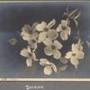 Dogwood, N.Y., L.I.