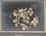 Dogwood, N.Y., L.I.