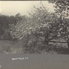 Apple blossoms, West Hills, L.I.