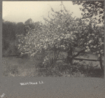 Apple blossoms, West Hills, L.I.