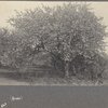 Apple blossoms, West Hills, L.I.