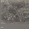 Apple blossoms, West Hills, L.I.