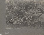 Apple blossoms, West Hills, L.I.