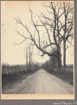 Unidentified dirt road in Locust Valley, L.I.