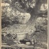 Spring and beech tree, Port Washington, L.I.