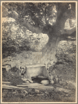 Spring and beech tree, Port Washington, L.I.