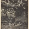 Old beech tree and spring, Port Washington, L.I.