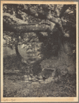 Old beech tree and spring, Port Washington, L.I.
