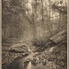 Brook spring, Port Washington, L.I.