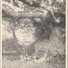 Old Beech with Spring under it, Port Washington, L,I.