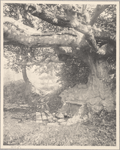 Old Beech with Spring under it, Port Washington, L,I.