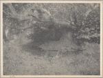 Port Washington, L.I., Beech Spring