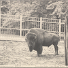 Bison Americanus