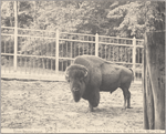 Bison Americanus