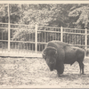 Bison Americanus