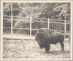 Bison Americanus