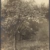 Apple tree near Jayne Hill, West Hills, N.Y.