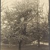 Apple tree near Jayne Hill, West Hills, N.Y.