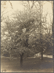 Apple tree near Jayne Hill, West Hills, N.Y.