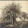 Apple blossoms, West Hills, L.I.
