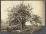 Apple blossoms, West Hills, L.I.