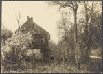 Apple blossoms, forsythia, old cabin on top of a hill in West Hills, L.I.