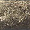 North Road, front of Jayne Hill, apple blossoms, West Hills, L.I.