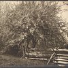 North Road, front of Jayne Hill, apple blossoms, West Hills, L.I.
