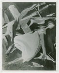 Art Exhibits - American Art Today - Works of Art - Accident in the Air (Anton Refregier)