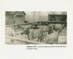 Bakelite Plastics Exhibit - Mural on animal fats