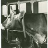 Borden - Cows - Close-up