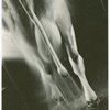 Borden - Cows - Being washed