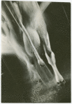 Borden - Cows - Being washed