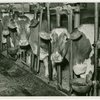Borden - Cows - In cages